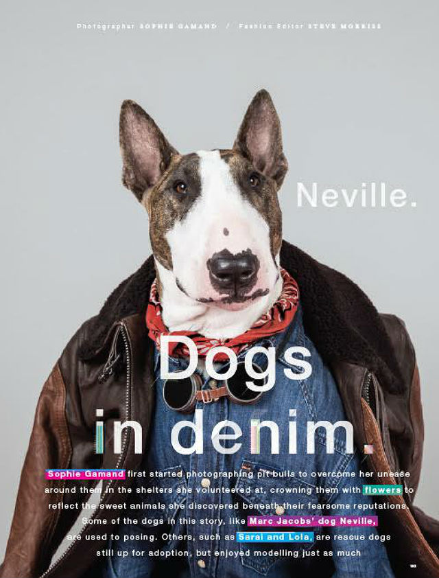 At Home with Marc Jacobs and Neville, His Insta-Famous Bull Terrier