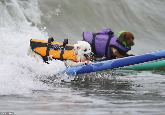 Unleashed by Petco Surf Dog Competition
