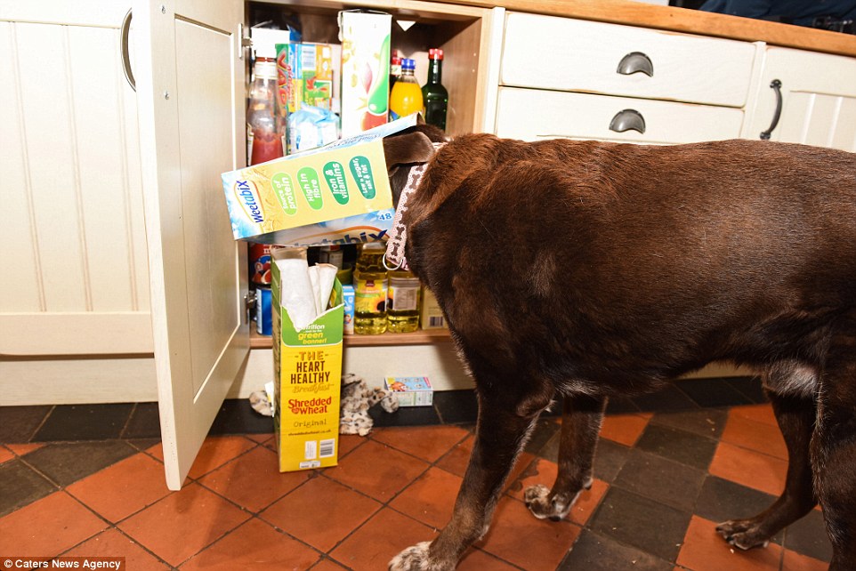 Couple Spends More Than 37K on a DogProof Kitchen After Pup Eats