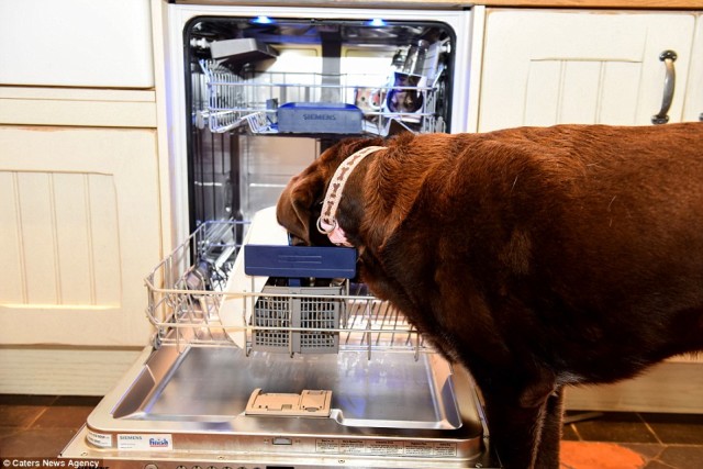 puppy eats everything spends more than 37k on a proof kitchen after pup eats everything in sight puppy eats everything spends more than 37k on a proof kitchen after pup eats everything in sight