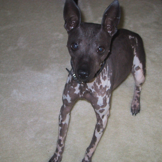 The American Hairless Terrier. Image via Flickr.