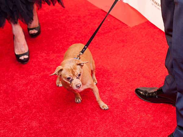 Amanda Heart’s dog Finn, a puppy mill dog, making his way down the red carpet. Photo Credit: Stephanie Augello