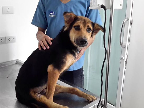 Leo at the vet. Photo Credit: Meagan Penman