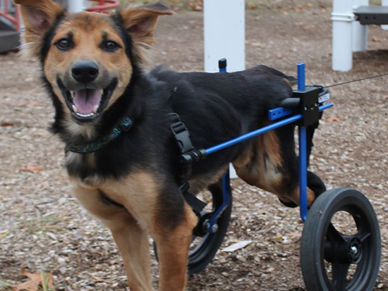 Leo in wheelchair. Photo Credit: Meagan Penman