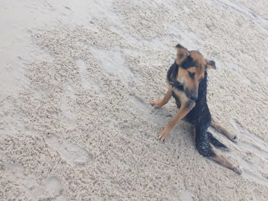 Leo on the Beach. Photo Credit: Meagan Penman