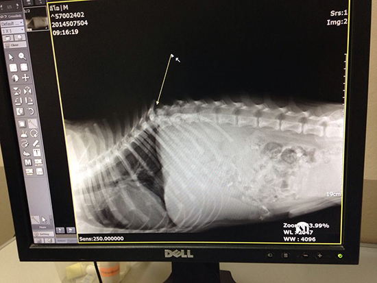 Leo's x-ray. Photo Credit: Meagan Penman