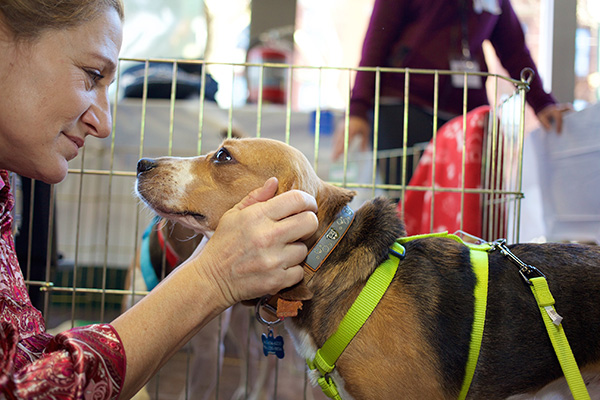 Edie Falco. Photo Credit: Best Friends Animal Society