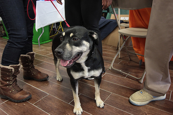 Rita, the last Sandy hurricane dog rescued. Photo Credit: Geoffrey Woodcock.