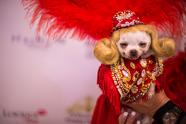 Behind the Scenes Doggies and Tiaras