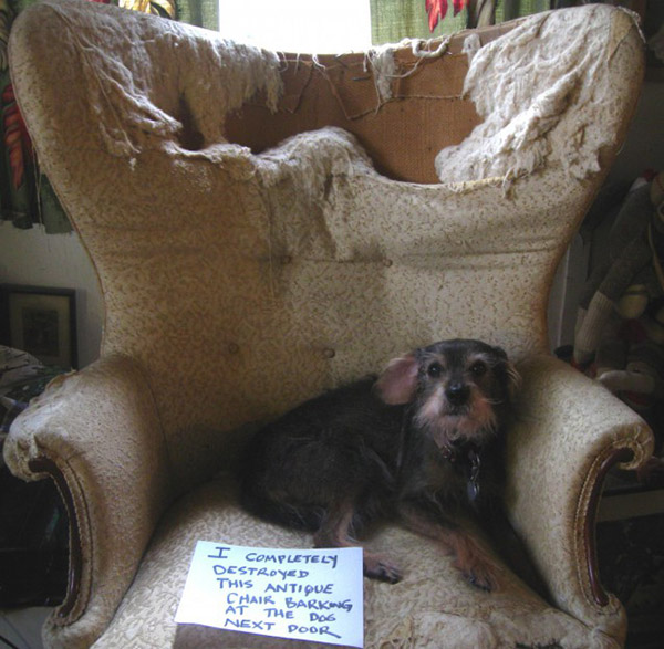 Image via Dog Shaming