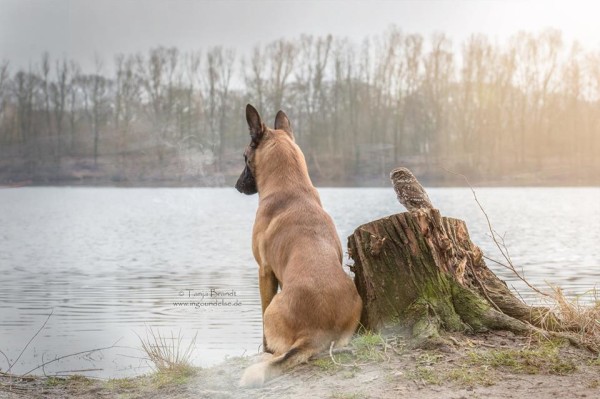 owl and german shepherd