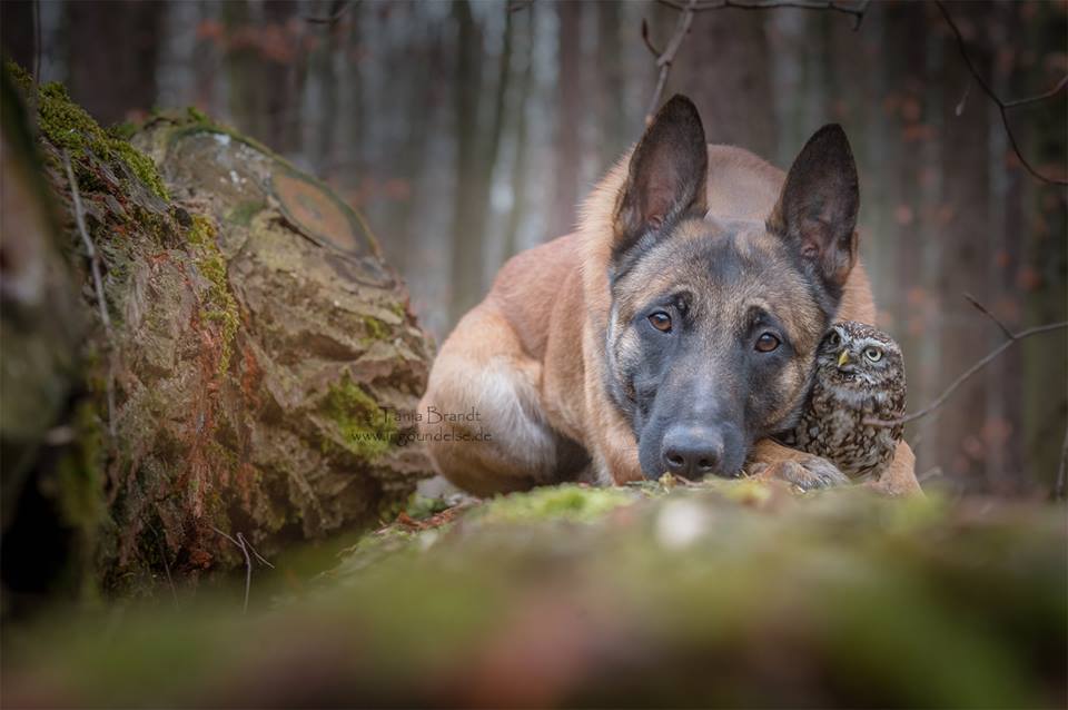 owl and german shepherd2