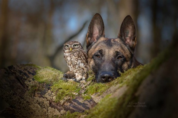 owl and german shepherd3