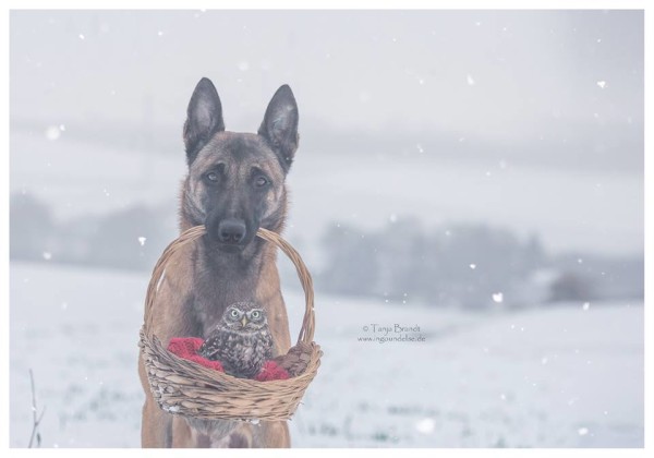 owl and german shepherd4