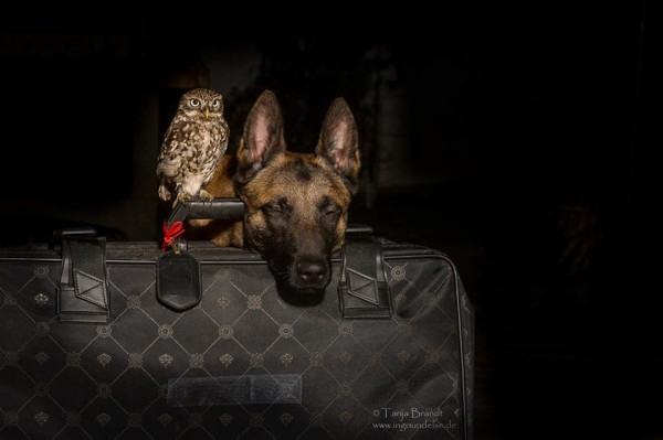 owl and german shepherd5