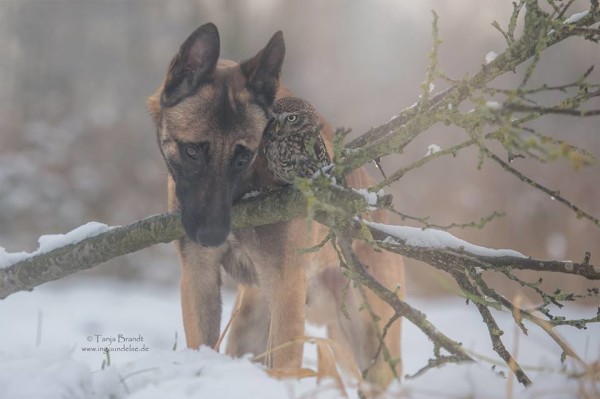 owl and german shepherd6