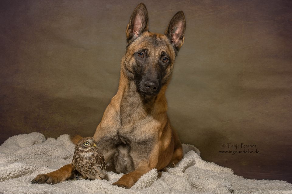 owl and german shepherd7