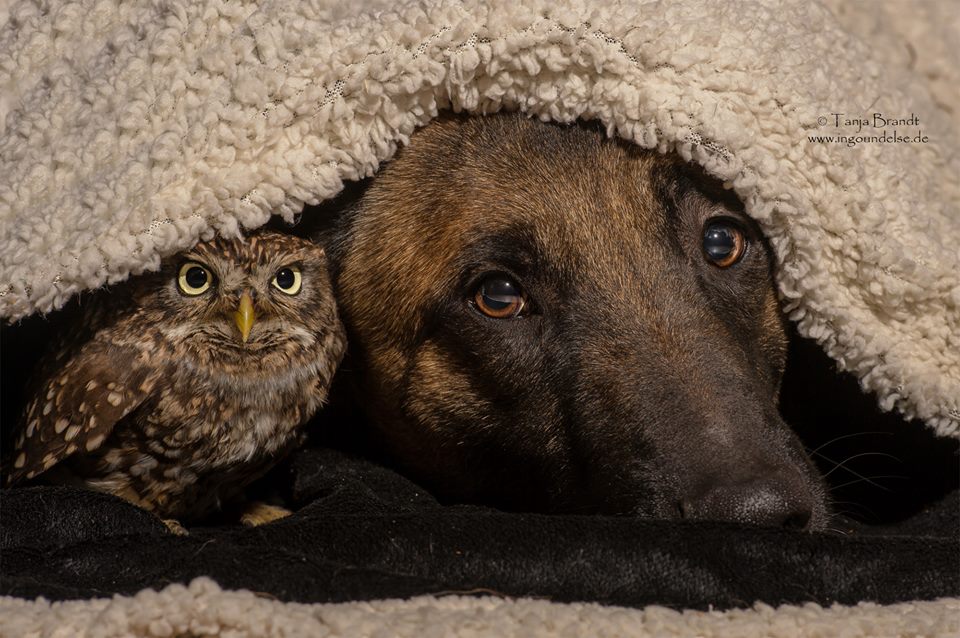 owl nad german shepherd8