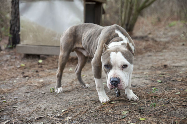 ASPCA Raid Alabama 4 - Copy