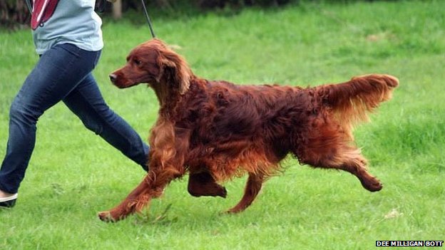 crufts show1