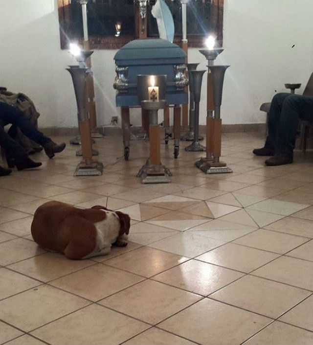 dogs at funeral2