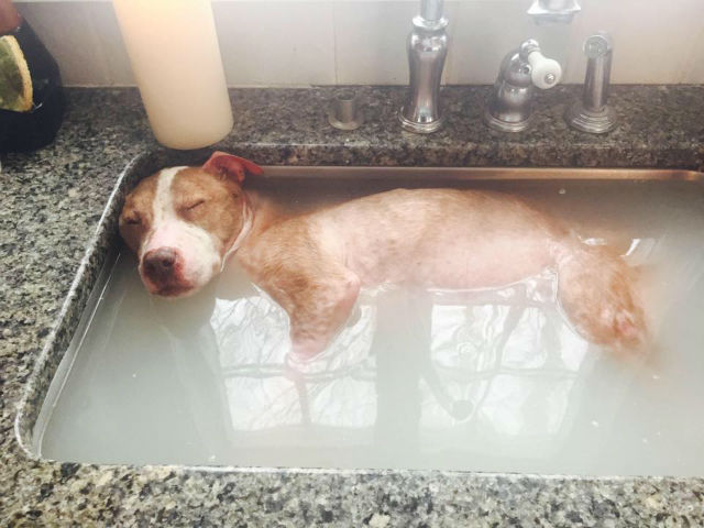 rudy in tub 2