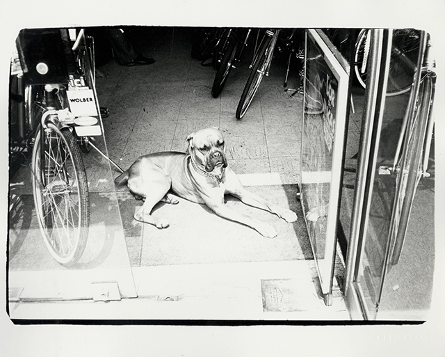 Dog in Bicycle Store 1982. Starting bid $1,800. Christie's Image LTD. 2015 