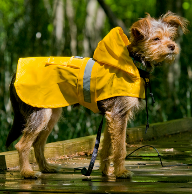 Seattle Slicker Reflective Dog Raincoat DrsFosterSmith