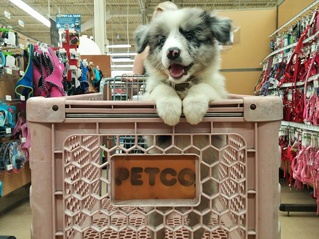 Dog in shopping cart at petco