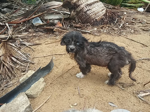 The Sato Project and Dead Dog Beach in Puerto Rico