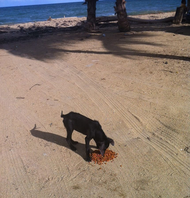 The Sato Project and Dead Dog Beach in Puerto Rico