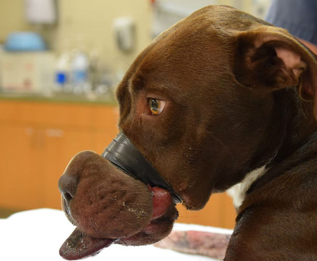 dog with muzzle taped shut