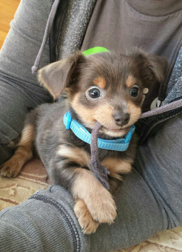 chihuahua puppy on man's lap