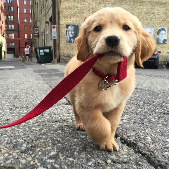 Golden Retriever puppy