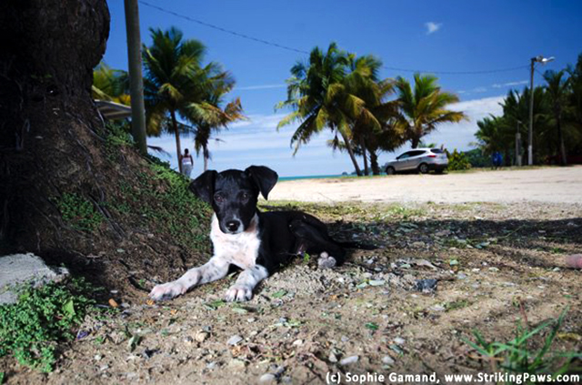 The Sato Project and Dead Dog Beach in Puerto Rico