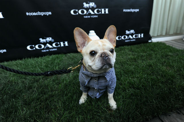 The dapper Walter Cronkite modeling on the green carpet.