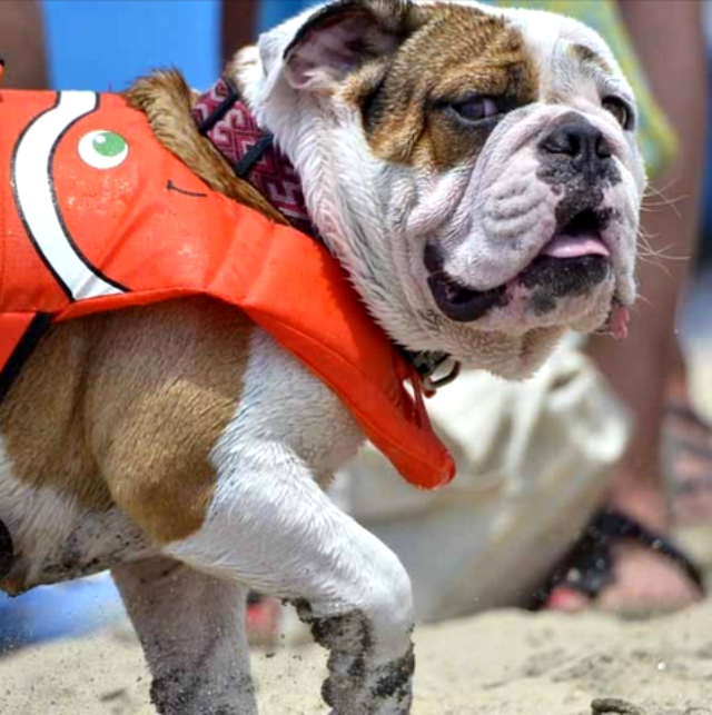 Unleashed by Petco Surf Dog Competition