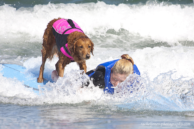 Ricochet surf dog 2