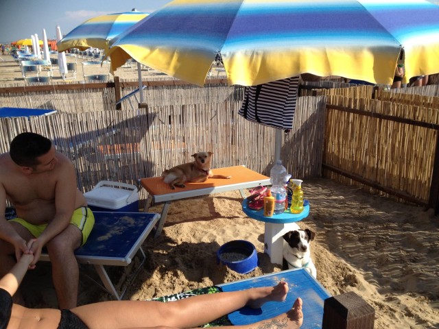 Rimini Dog No Problem