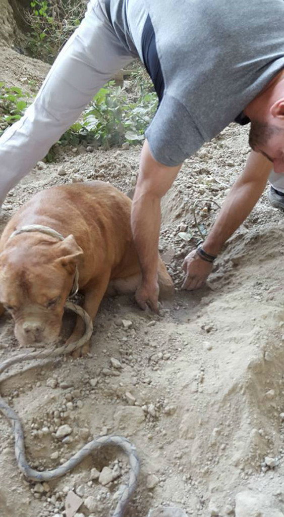 dog buried alive1