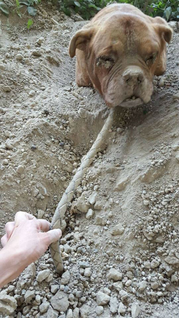 dog buried alive2