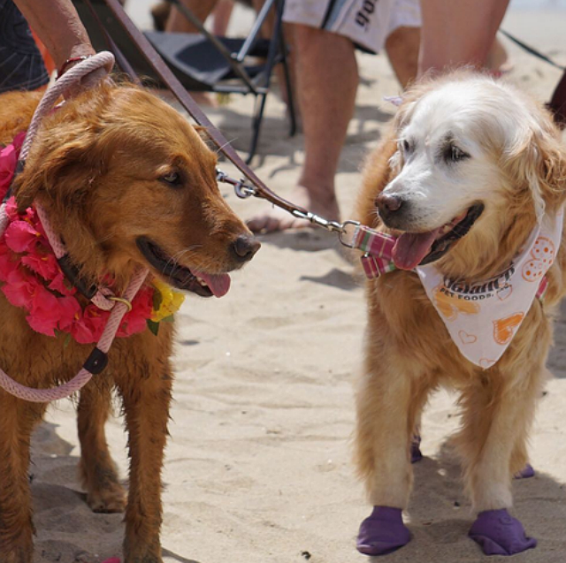 goldenwoofs Sugar and Kalani and Unleashed by Petco Surf Dog Competition