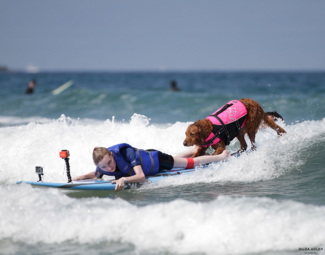 ricochet surf dog1