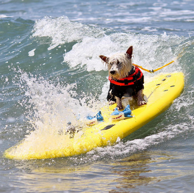 Unleashed by Petco Surf Dog Competition