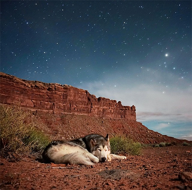 Loki and Wolfdog