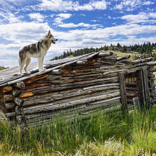 loki and wolfdog