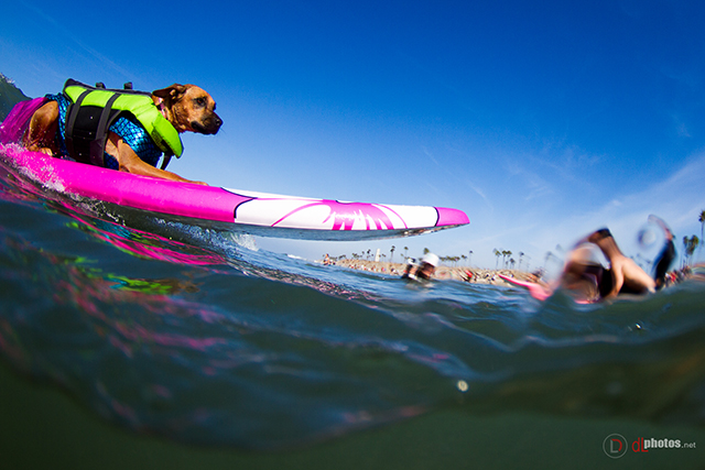 SurfCitySurfDog2015-101 resized