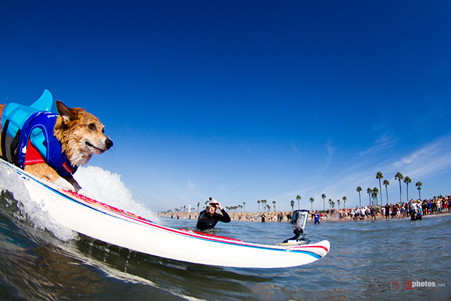 SurfCitySurfDog2015-132 resized