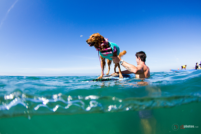 SurfCitySurfDog2015-159 resized