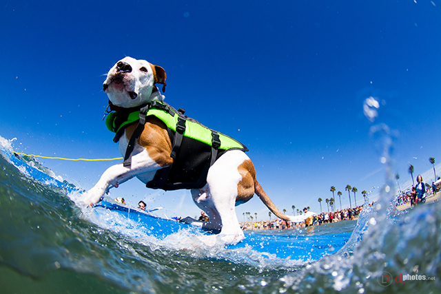 SurfCitySurfDog2015-255 resized